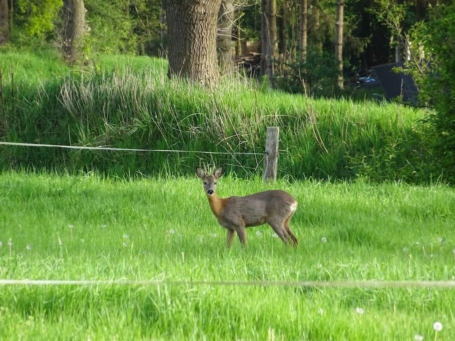 Charmante Ferienwohnung In Idyllischer Lage Jever Eksteriør bilde